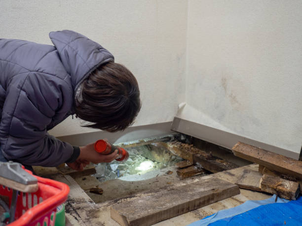 Best Mold Damage Restoration  in Ovid, MI