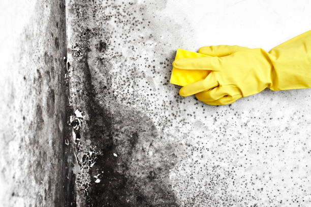 Best Mold Removal for HVAC Installations  in Ovid, MI