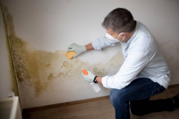 Best Dehumidification Services  in Ovid, MI